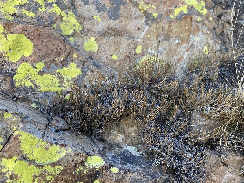 Selaginella viridissima, photographed by Matt Berger