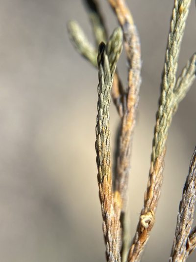 Selaginella viridissima, photographed by Matt Berger