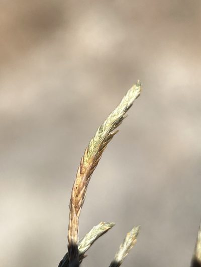 Selaginella viridissima, photographed by Matt Berger