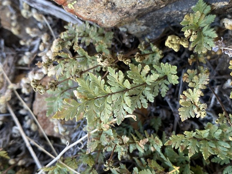 Myriopteris wrightii, photographed by Matt Berger