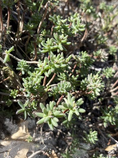 Sedum havardii, photographed by Matt Berger