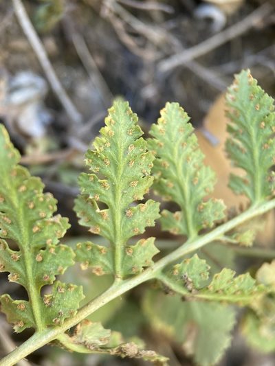 Woodsia neomexicana, photographed by Matt Berger