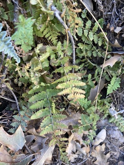 Woodsia neomexicana, photographed by Matt Berger