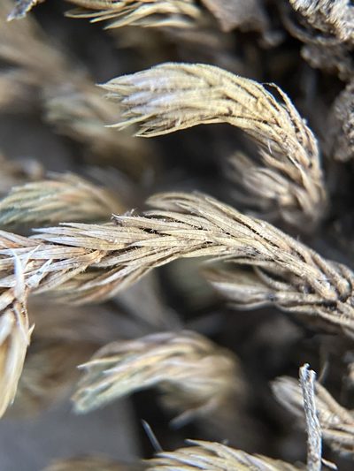 Selaginella wrightii, photographed by Matt Berger