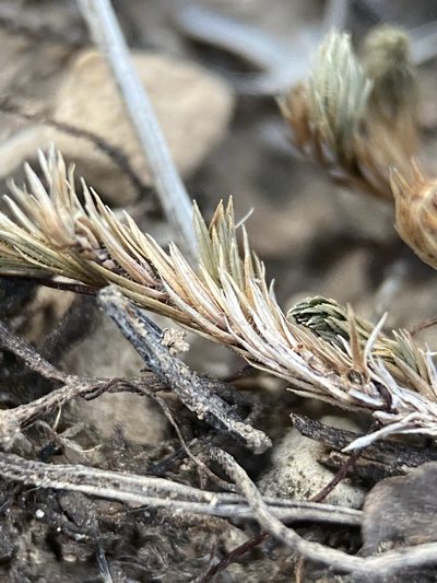 Selaginella wrightii, photographed by Matt Berger