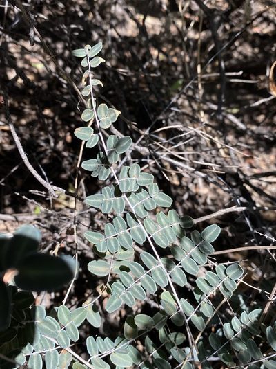 Pellaea intermedia, photographed by Matt Berger