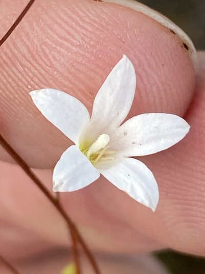 Prismatocarpus brevilobus, photographed by Dave U