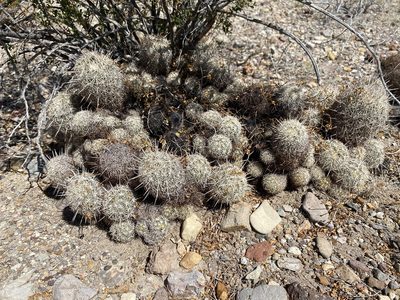 Coryphantha echinus, photographed by Matt Berger