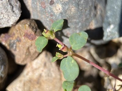 Euphorbia simulans, photographed by Matt Berger