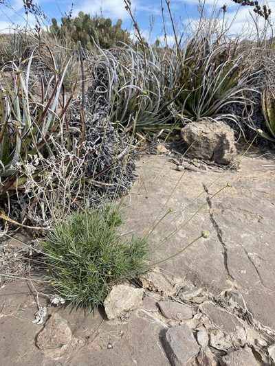 Thelesperma longipes, photographed by Matt Berger