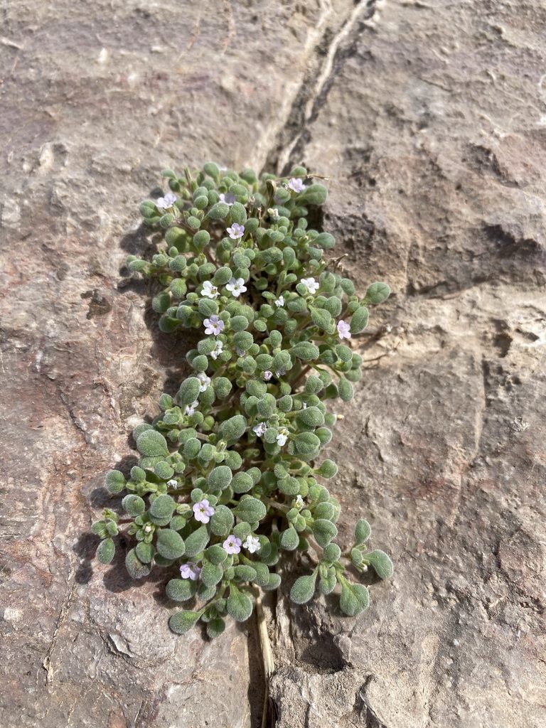 Nama torynophylla, photographed by Matt Berger