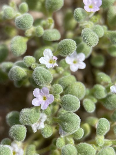 Nama torynophylla, photographed by Matt Berger
