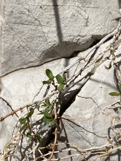 Euphorbia triligulata, photographed by Matt Berger