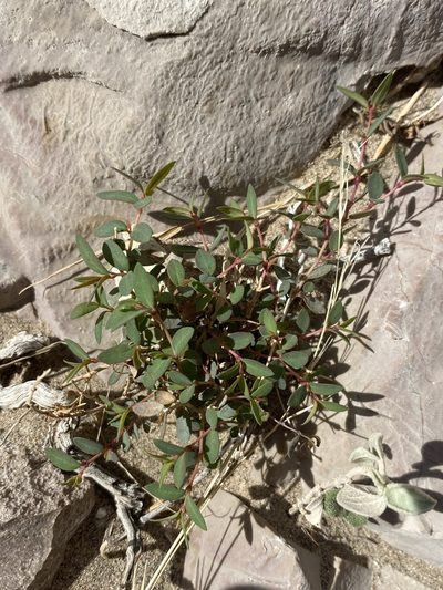 Euphorbia triligulata, photographed by Matt Berger