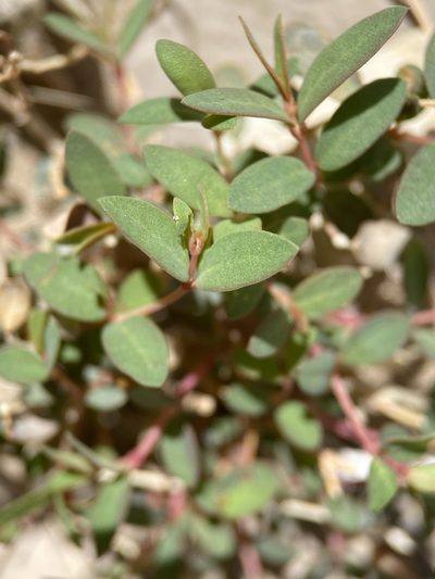Euphorbia triligulata, photographed by Matt Berger