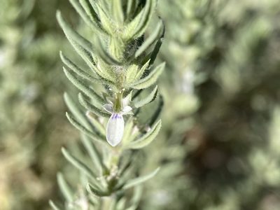 Teucrium depressum, photographed by Matt Berger