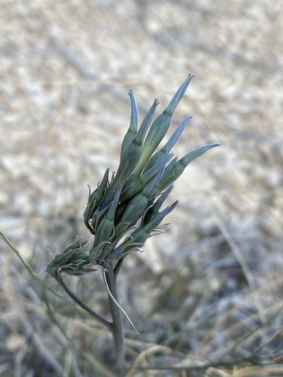Amsonia longiflora, photographed by Matt Berger