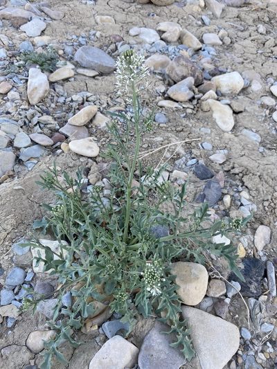 Thelypodium texanum, photographed by Matt Berger