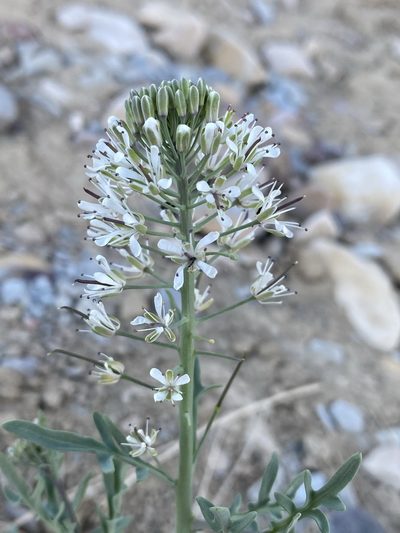 Thelypodium texanum, photographed by Matt Berger