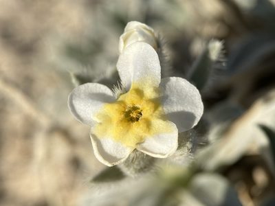 Oreocarya crassipes, photographed by Matt Berger