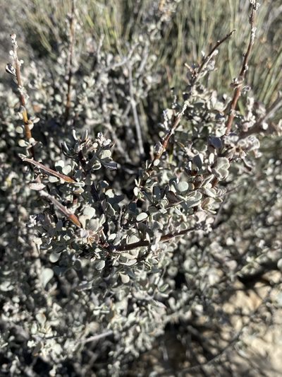 Leucophyllum minus, photographed by Matt Berger