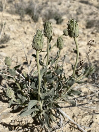 Xylorhiza wrightii, photographed by Matt Berger