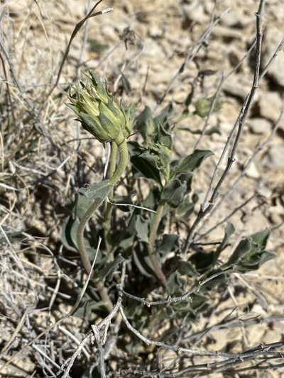 Xylorhiza wrightii, photographed by Matt Berger