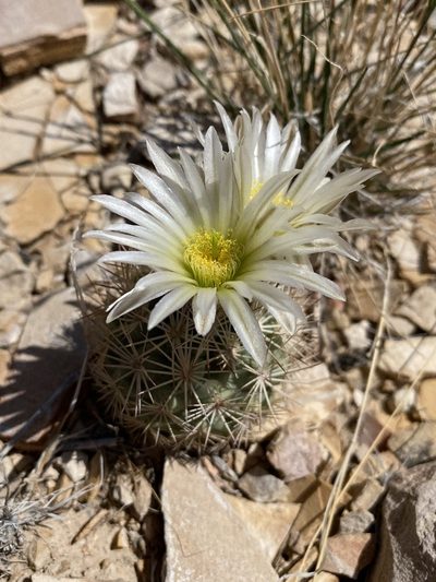 Sclerocactus warnockii, photographed by Matt Berger