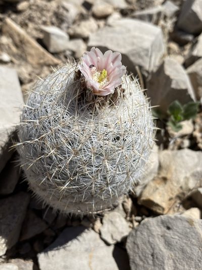 Sclerocactus mariposensis, photographed by Matt Berger