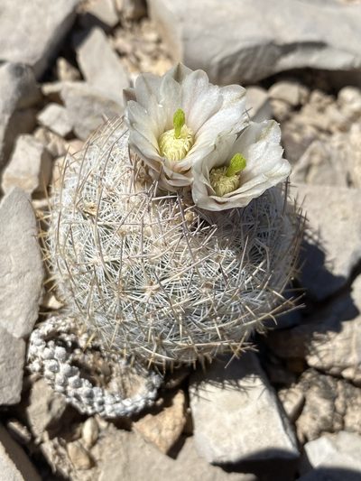 Sclerocactus mariposensis, photographed by Matt Berger