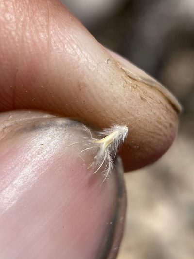 Blepharidachne bigelovii, photographed by Matt Berger
