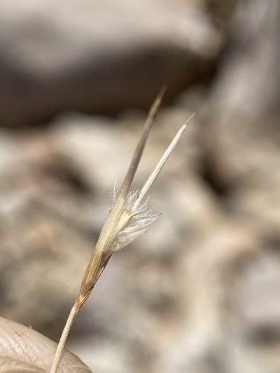 Blepharidachne bigelovii, photographed by Matt Berger