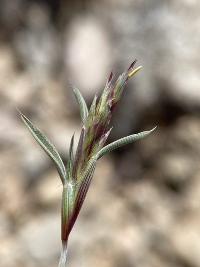 Blepharidachne bigelovii, photographed by Matt Berger