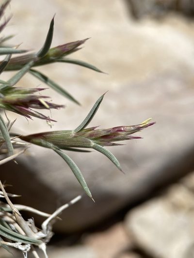 Blepharidachne bigelovii, photographed by Matt Berger