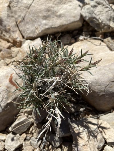 Blepharidachne bigelovii, photographed by Matt Berger