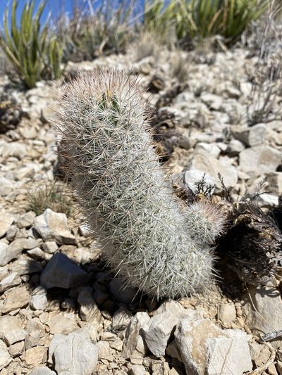 Pelecyphora sneedii, photographed by Matt Berger
