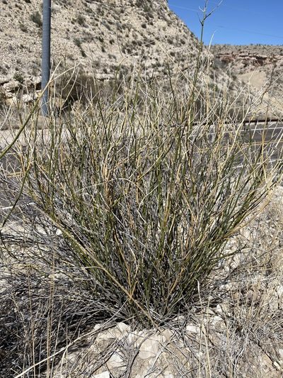 Genistidium dumosum, photographed by Matt Berger