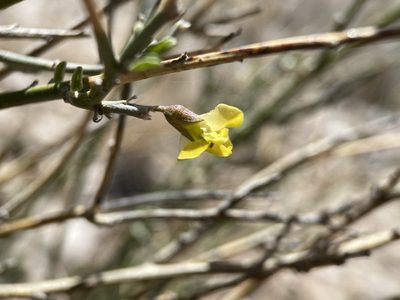 Genistidium dumosum, photographed by Matt Berger