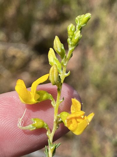 Aspalathus corrudifolia, photographed by Dave U