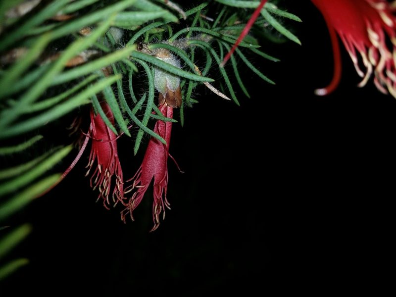Melaleuca eriocarpa, photographed by Helium Luo