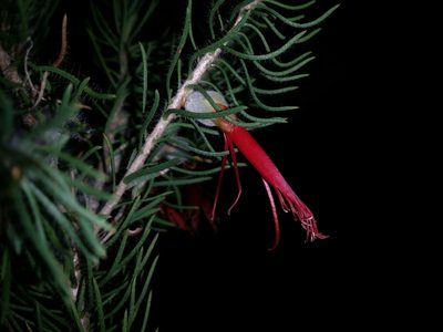 Melaleuca eriocarpa, photographed by Helium Luo