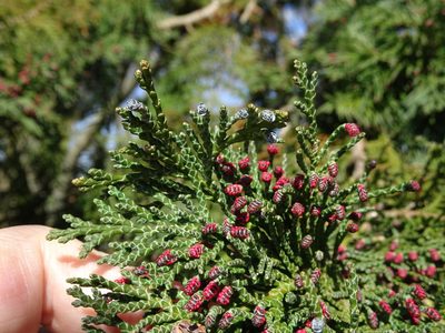 Chamaecyparis lawsoniana, photographed by Robert H. Wardell