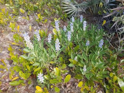 Lupinus ocalensis, photographed by Nash Turley