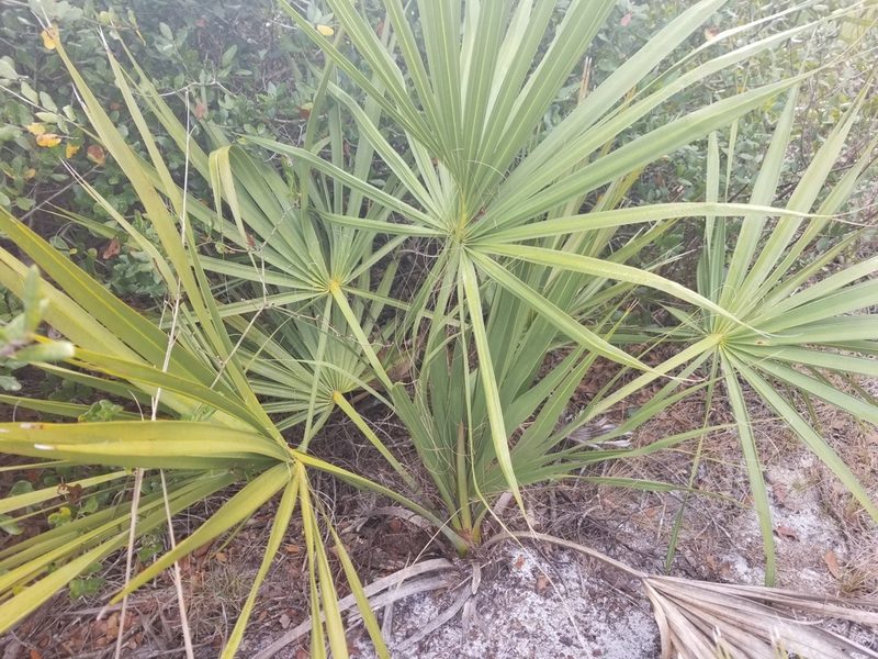Sabal etonia, photographed by Nash Turley