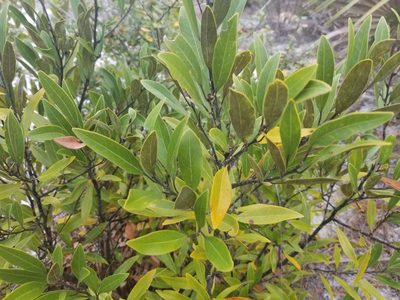 Persea humilis, photographed by Nash Turley