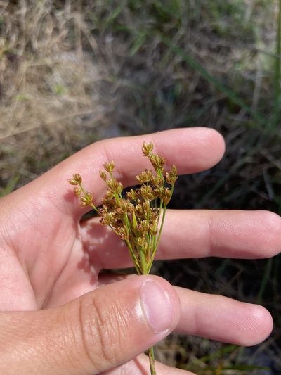 Juncus biflorus, photographed by brycelee