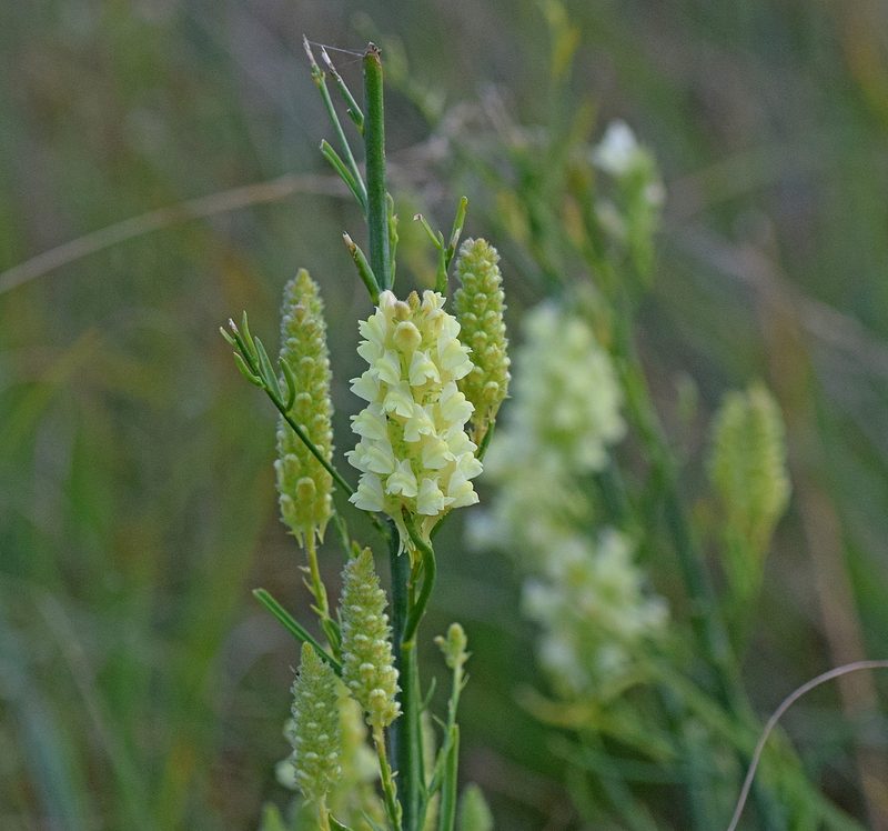 Linaria peloponnesiaca, photographed by Kostas Zontanos