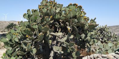 Opuntia streptacantha, photographed by Tereso Hernández Morales