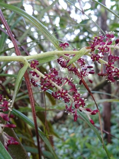 Astelia argyrocoma, photographed by Abby Darrah