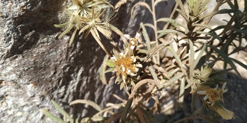 Trixis angustifolia, photographed by Tereso Hernández Morales